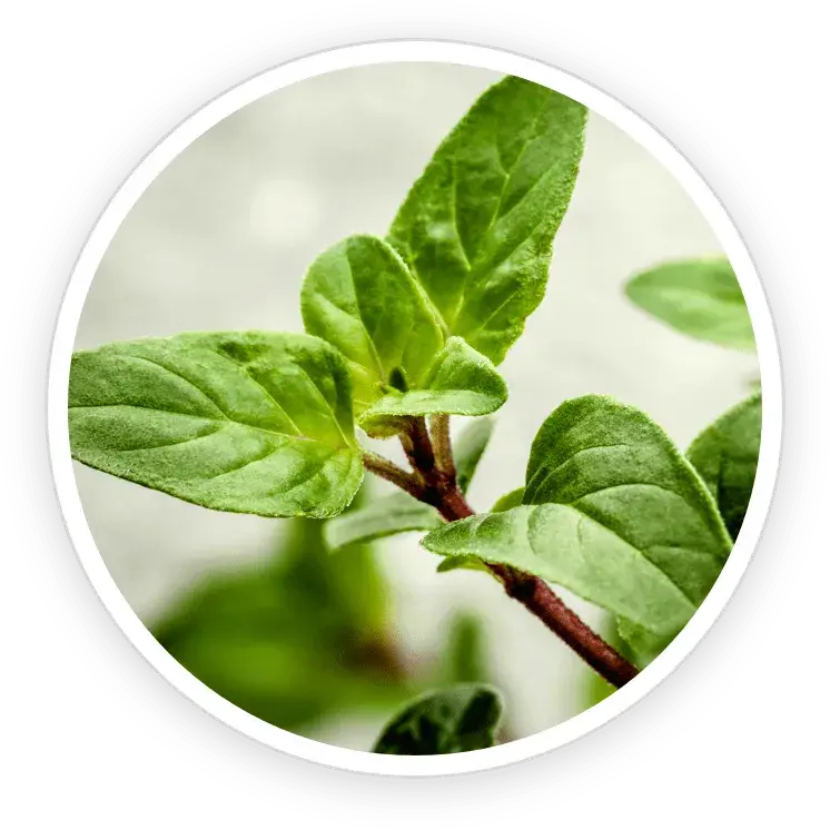 ingredient5-flowforce