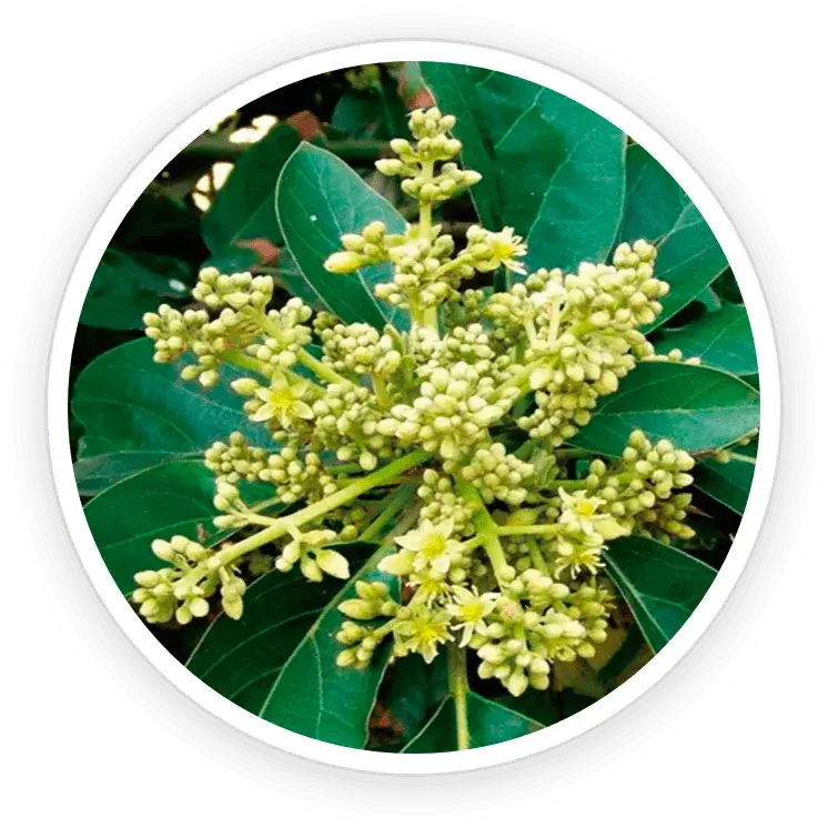 ingredient9-flowforce